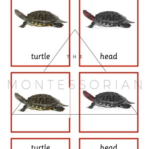 Turtle Three Part Cards for Educational Matching PDF Digital File