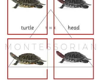 Turtle Three Part Cards for Educational Matching PDF Digital File