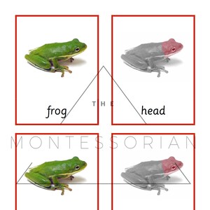 Frog Three Part Cards for Educational Matching PDF Digital File