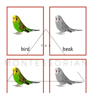 Tarjetas de tres partes de pájaros para archivos digitales PDF de correspondencia educativa