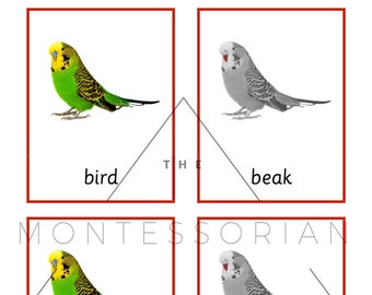 Bird Three Part Cards for Educational Matching PDF Digital File