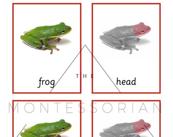 Frog Three Part Cards for Educational Matching PDF Digital File
