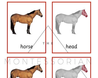 Horse Three Part Cards for Educational Matching PDF Digital File