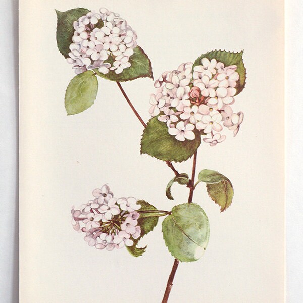 Vintage Botanical Flower Print - Bookplate Plant  Illustration - Hydrangea White Cluster Flowers