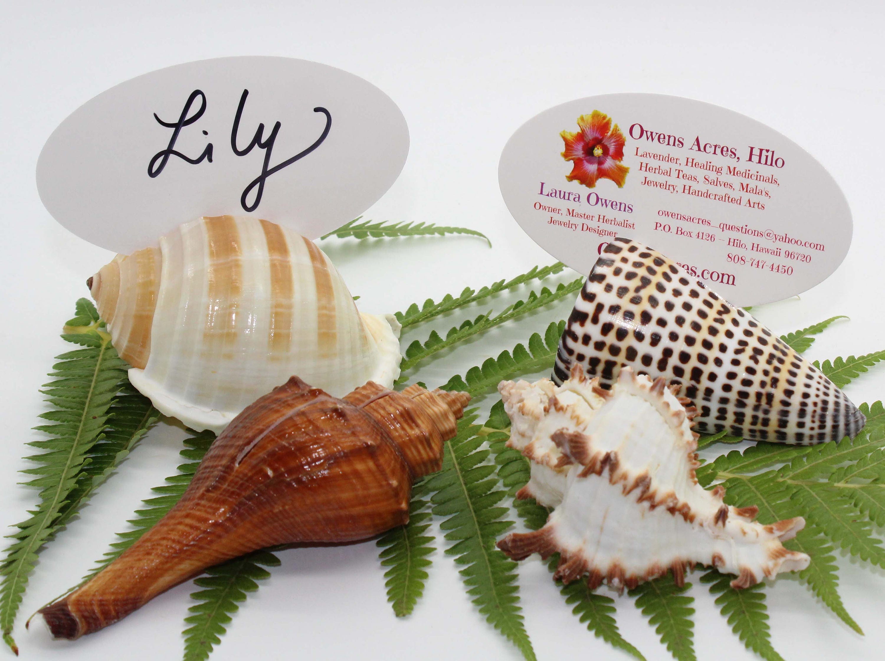 Sea Shell Place Card Holders Business Card Holder Table Etsy