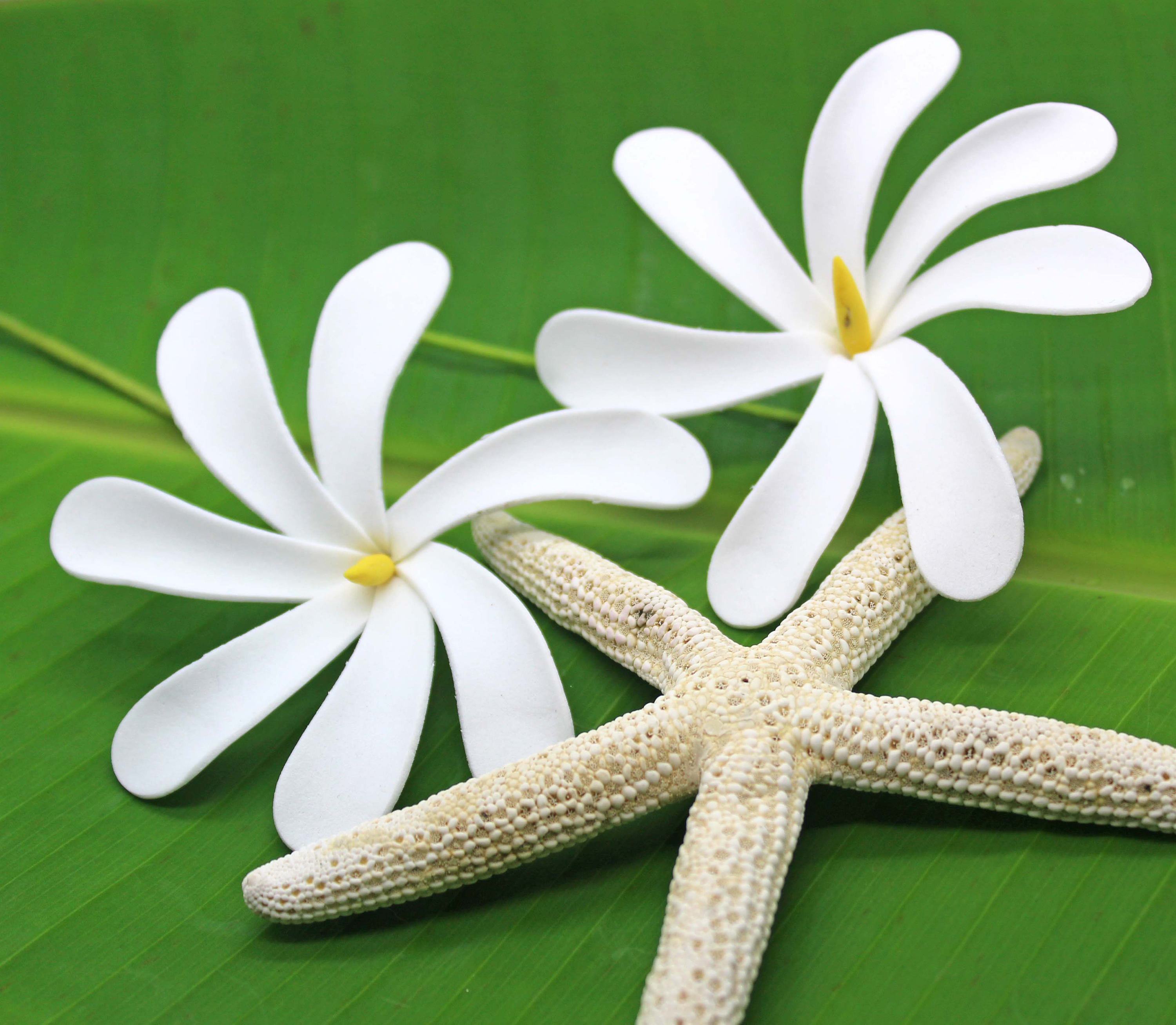 White Tiare Hawaiian Foam Flower Beach Weddings Hula Etsy