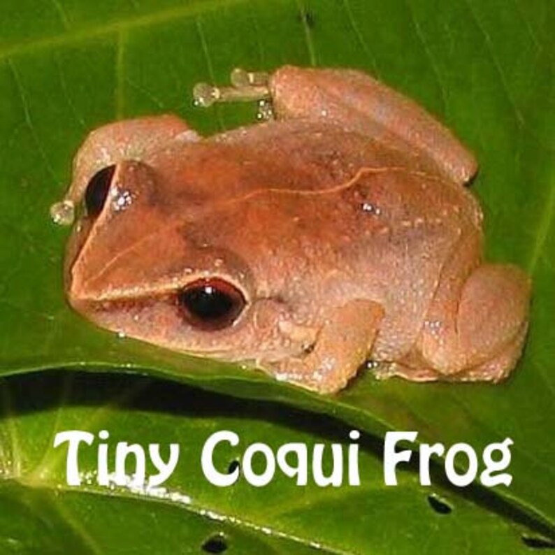 Lucky Frog Beaded Bracelet Hawaiian Coqui Frog Hawaii Frog Etsy