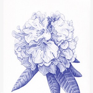 May include: A detailed pen and ink drawing of a rhododendron flower in shades of blue. The artwork features intricate linework, capturing the texture of the petals and leaves. The text "ILLUMINATED LETTERS" is at the bottom of the image.