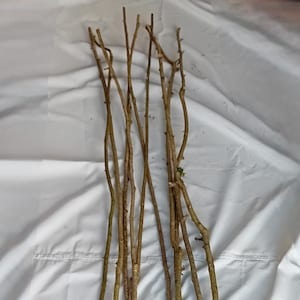 May include: A collection of slender, dried tree branches, in shades of brown and tan, arranged on a white fabric. The branches vary in length and thickness, some with small offshoots. Ideal for crafts.