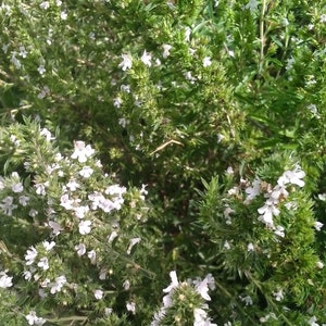 May include: A close-up shot of a green herb plant with tiny white flowers in full bloom. The image shows the dense foliage and delicate blossoms, highlighting the plant's natural beauty and texture. The plant appears healthy and well-maintained.