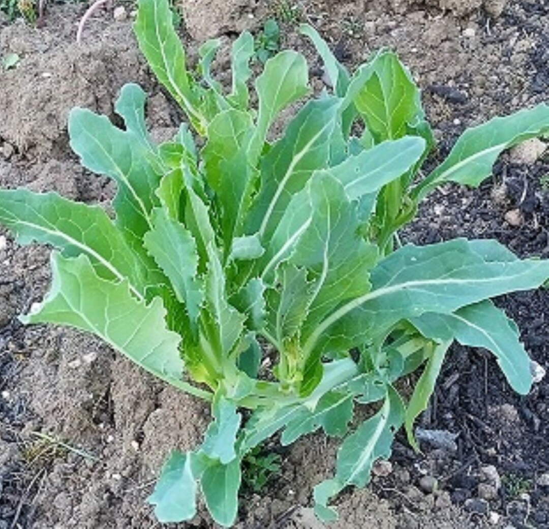 Nine Star Perennial Broccoli Brassica Oleracea 2 Plants Etsy UK