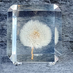 Vintage W Rolfe Dandelion Seed Puff Ball Flower Plant Real Specimen Clear Lucite Acrylic Clear 3D Beveled Cube Collectible Desk Paperweight