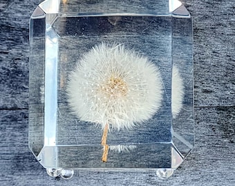 Vintage W Rolfe Dandelion Seed Puff Ball Flower Plant Real Specimen Clear Lucite Acrylic Clear 3D Beveled Cube Collectible Desk Paperweight