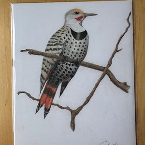 8 x 10 Print Northern Flicker Bird