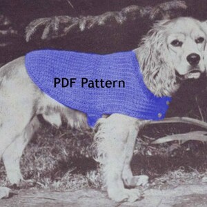 May include: A white dog wearing a blue knitted sweater. The sweater has the text "PDF Pattern" on it.