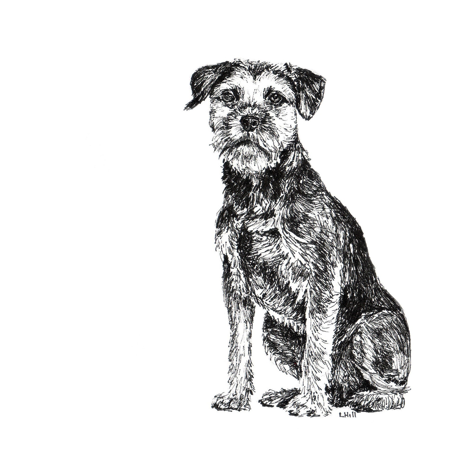 Border Terrier Dog, Black and White, Pen and Ink Greeting Cards - Etsy