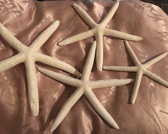 Four white starfish 4-8&quot; home wedding party decor beach theme