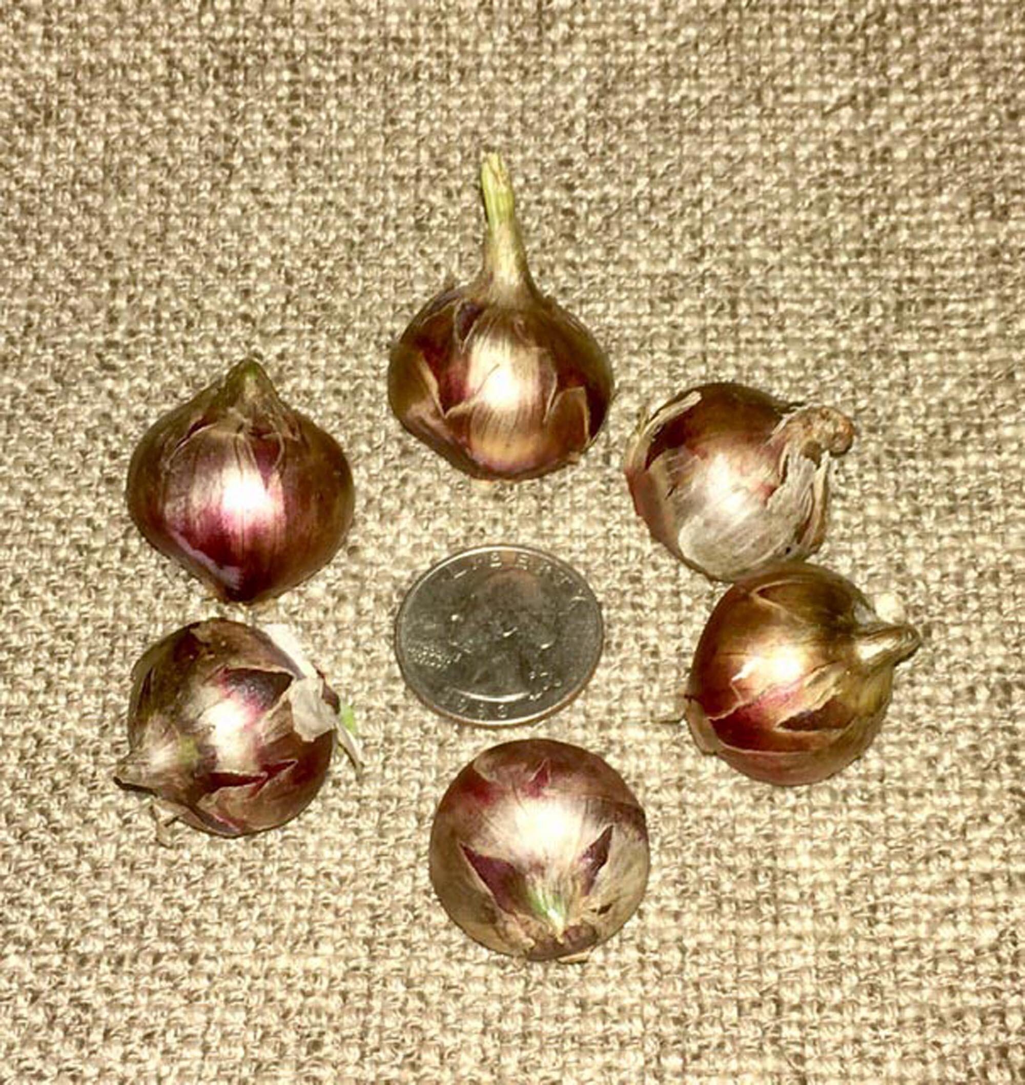 10 Egyptian Onion Sets SUMMERFALL PLANTING Bulblets Bulbils Etsy