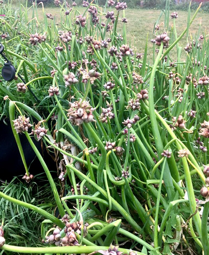 25 Heirloom Egyptian Onion Sets SUMMERFALL PLANTING