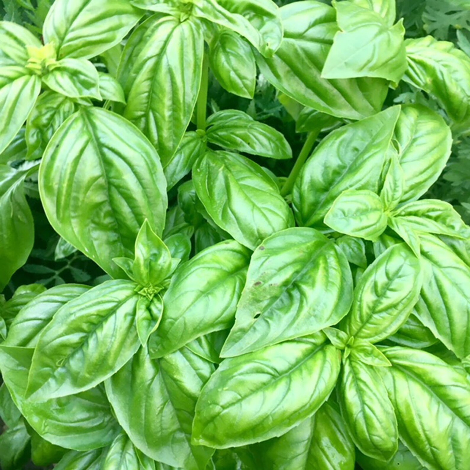 Magnesium Dream Cream Reduce Nightmares Terrors Control EO Etsy