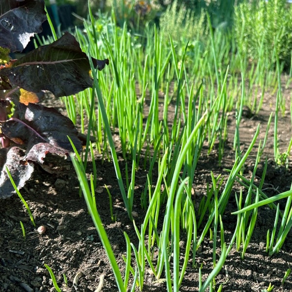 Egyptian Walking Onion Plants - Heirloom Onions Organic Grown Permaculture Perennial RARE SUMMER / FALL Planting Opportunity Gourmet Cooking