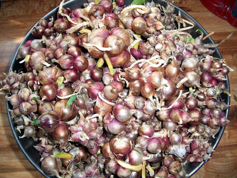 25 Heirloom Egyptian Onion Sets SUMMERFALL PLANTING