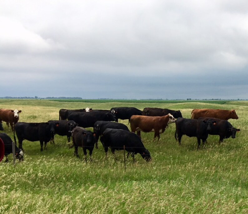 Magnesium Dream Cream Reduce Nightmares Terrors Control EO Etsy