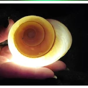 Ursula Glowing Real Shell Necklace, Ariel Mermaid inspired - Original designer