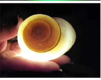 Ursula Glowing Real Shell Necklace, Ariel Mermaid inspired - Original designer