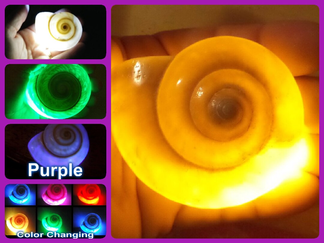 Ursula Light up Necklace , Real Shell Necklace, Ariel Inspired