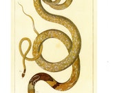 Antique Nature Art, Vintage Re print Albertus Seba 18th Century, Cobra, Zoology, Botany Illustration, 13.25 quot x 9.5 quot