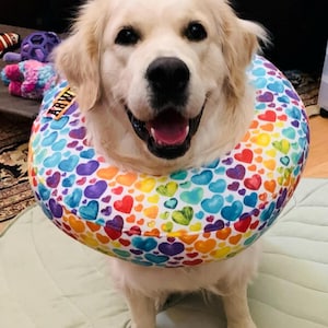 May include: A Golden Retriever wearing a colorful, inflatable recovery collar. The collar is decorated with a pattern of hearts in various colors, including red, orange, yellow, green, blue, and purple. The dog is smiling, with its mouth open.
