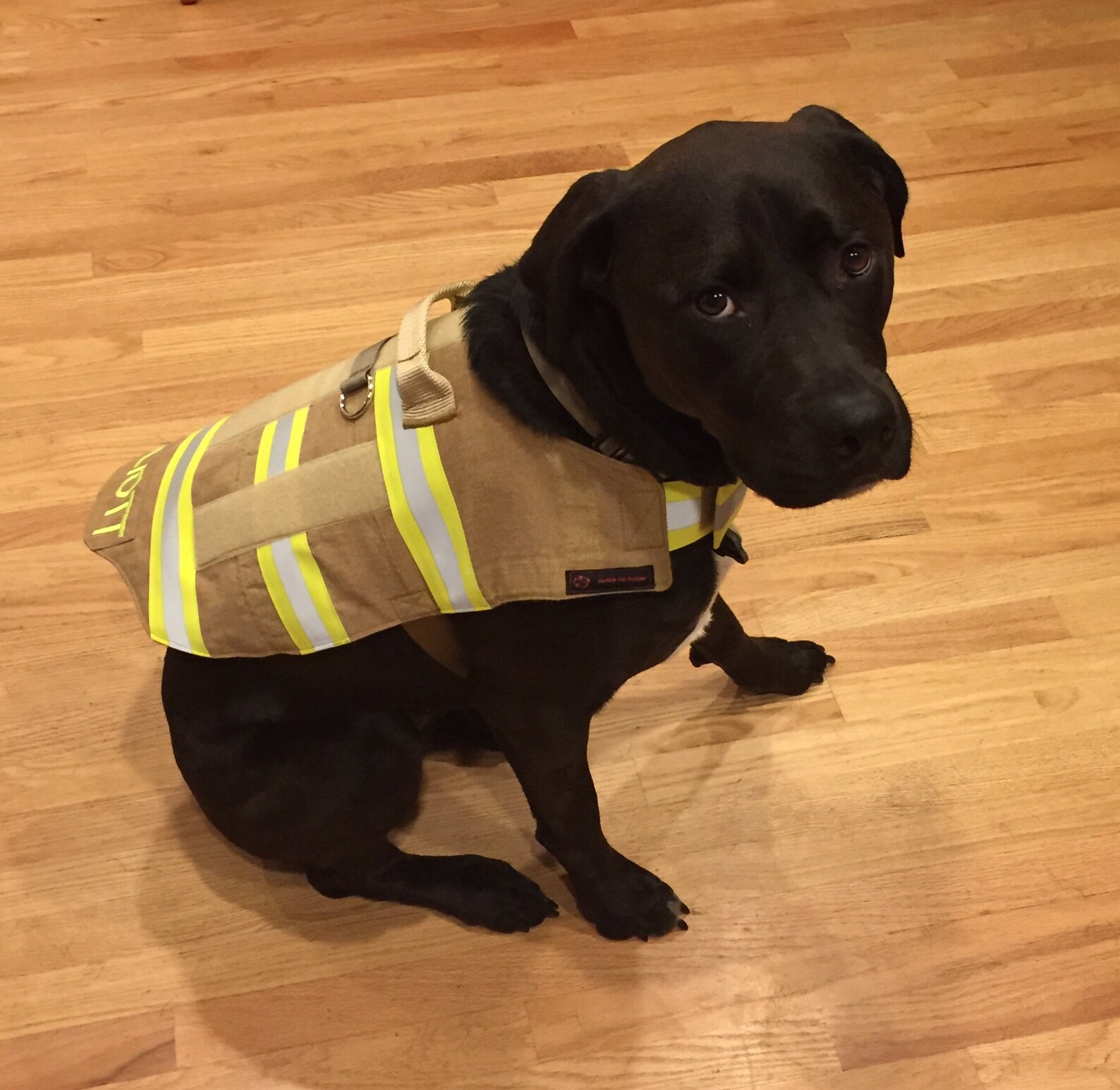 Bunker's Gear Service Dog Vest Therapy Dog Vest | Etsy