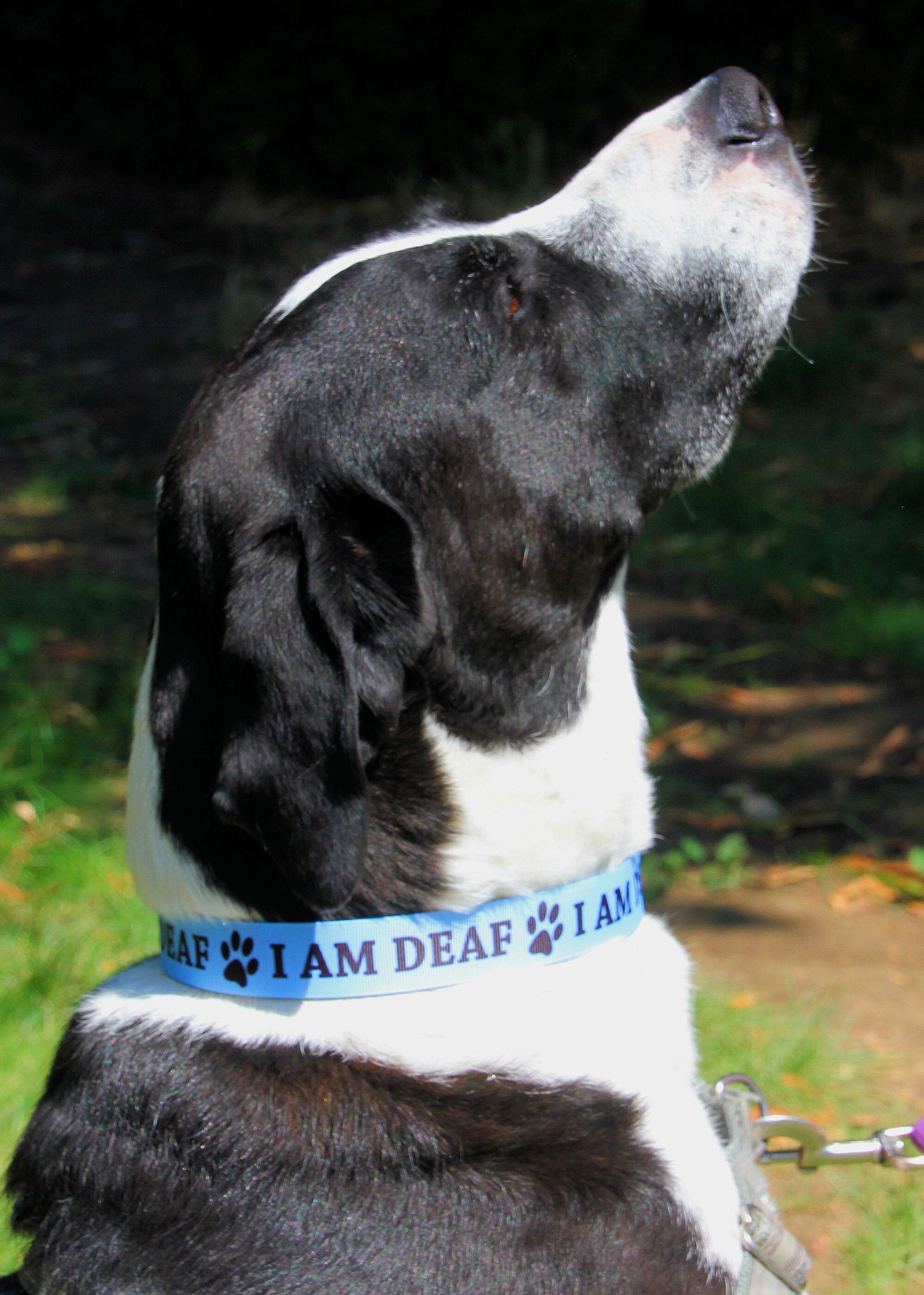I Am Deaf Dog Collar With Optional Leash Etsy