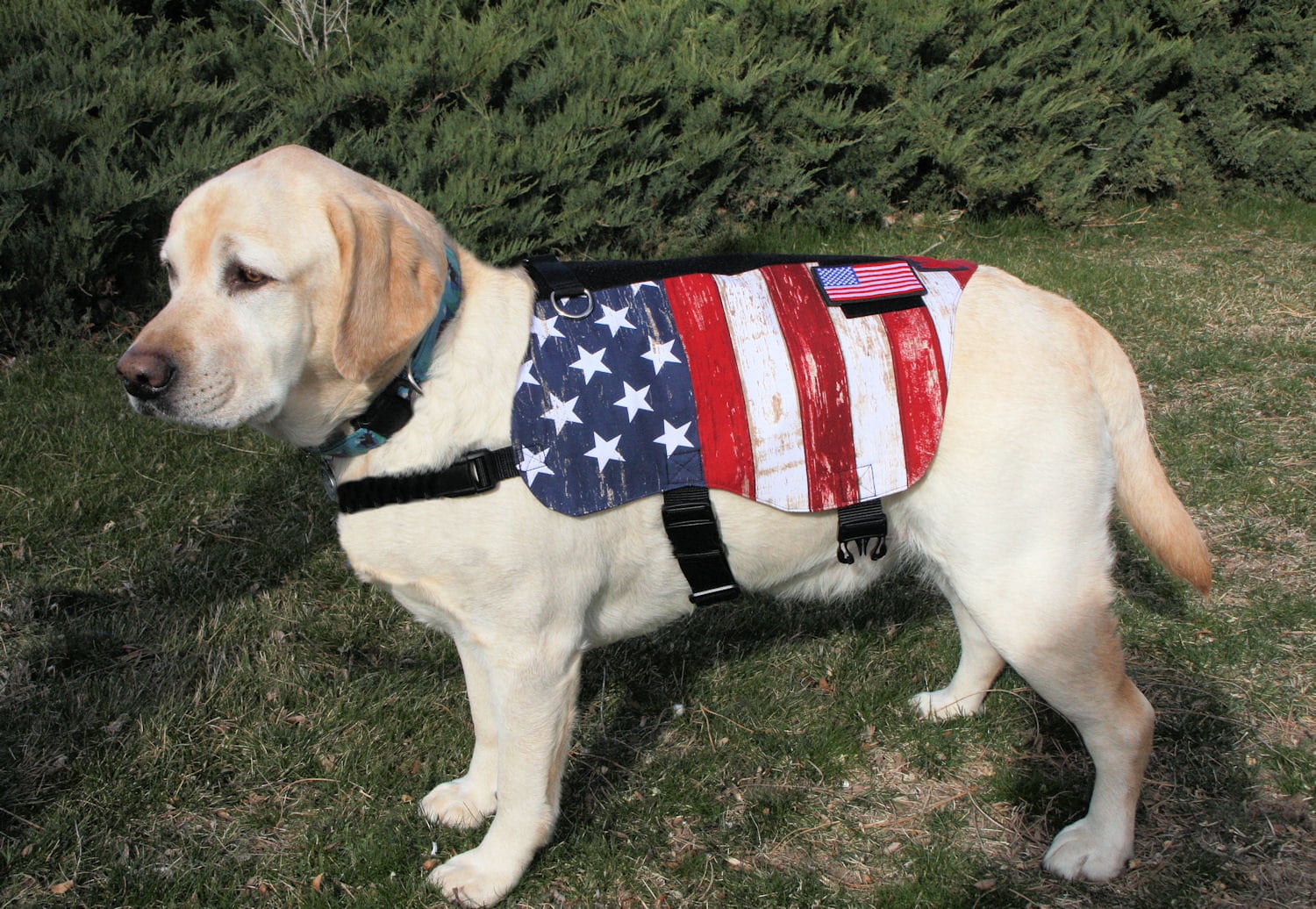 Patriotic Dog Vest Etsy
