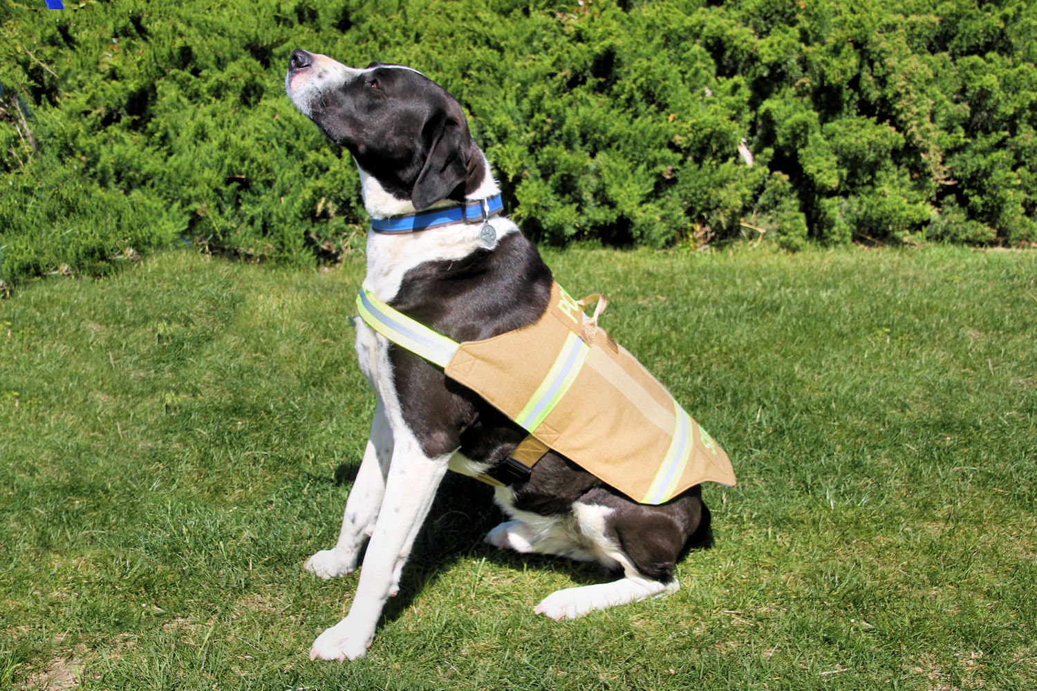 Dog bunker gear hotsell