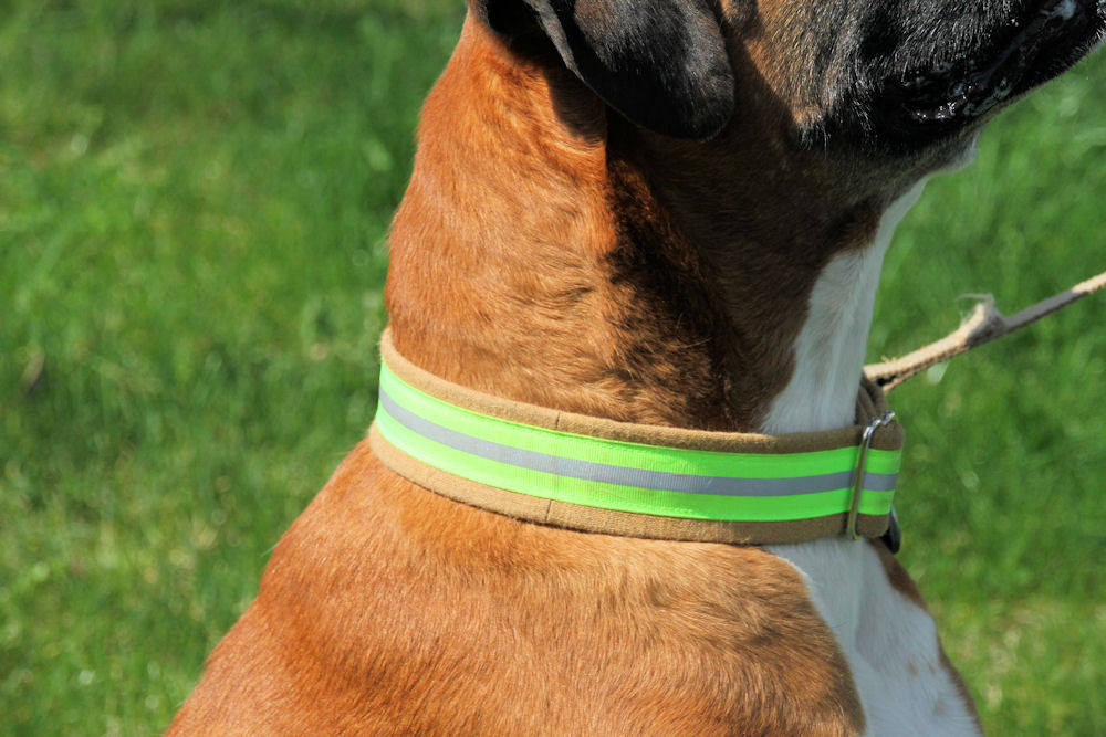 Fire gear dog clearance collar
