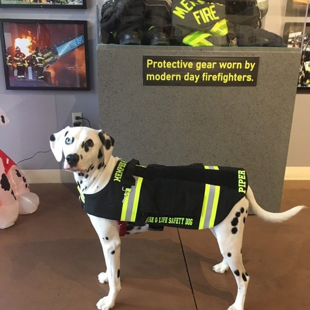 Firefighter Turnout Gear Dog Vest Etsy