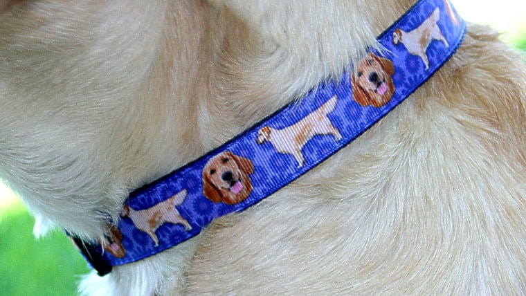 retriever adjustable collar