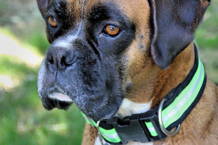 Fire gear dog clearance collar