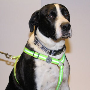 May include: A black and white dog wearing a green and white reflective harness and a black collar with a paw print charm. The dog is on a leash.