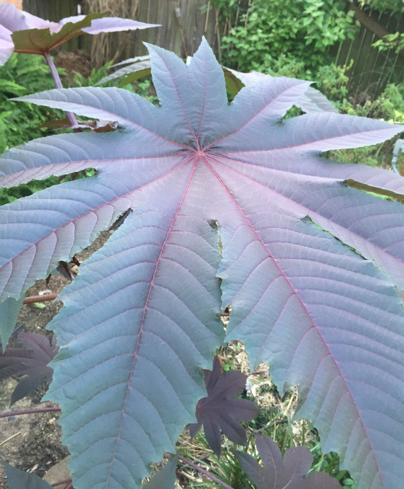 Castor Bean Seeds Castor oil tropical plant fast growing