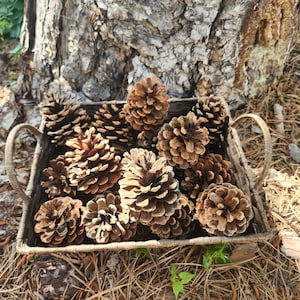 Colorado pine cones