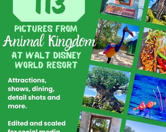 May include: A collage of images from Animal Kingdom at Walt Disney World Resort. The images include attractions, dining, and detail shots. Text on the image reads "113 Pictures From Animal Kingdom At Walt Disney World Resort."