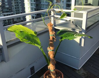 Monstera Obliqua Etsy