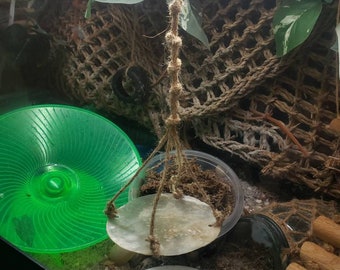 May include: A hanging pet habitat accessory. A clear plastic bowl with a white shell-shaped platform is suspended by twine. A green plastic wheel and a woven net are also visible in the habitat.