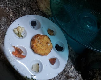 Hermit Crab Food Dish