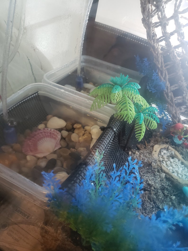 Hermit Crab Pools Etsy