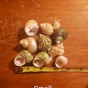 May include: A collection of nine assorted sea shells in various shapes, sizes, and colors, including green, tan, and white, arranged above a yellow Stanley measuring tape that shows a width of approximately 5 inches for the group.