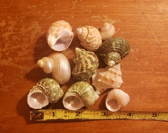 May include: A collection of nine assorted sea shells in various shapes, sizes, and colors, including green, tan, and white, arranged above a yellow Stanley measuring tape that shows a width of approximately 5 inches for the group.